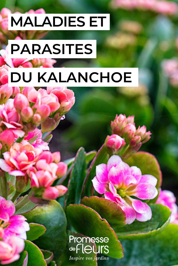 treating Kalanchoe diseases