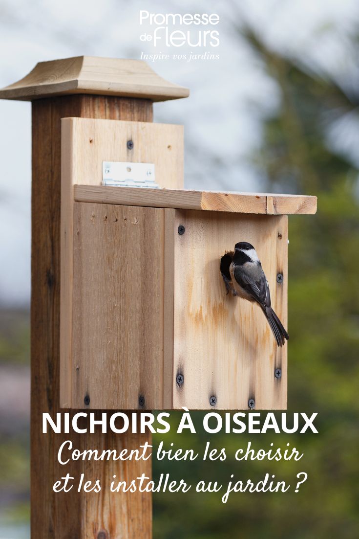 Bird boxes: how to choose and install them in the garden (1) bird box