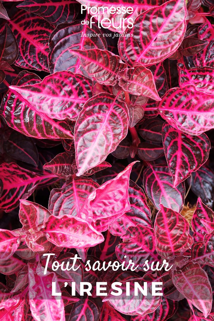 Pinterest - Plant profiles: All you need to know Iresine Herbstii