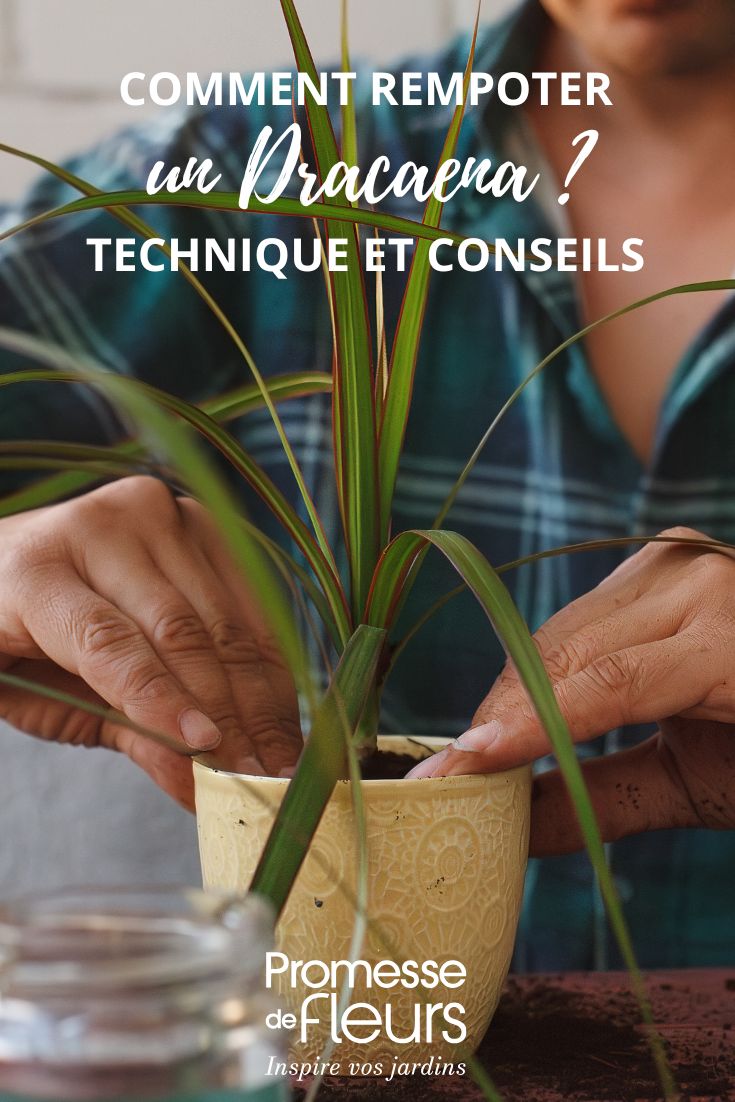 Repotting a Dracaena