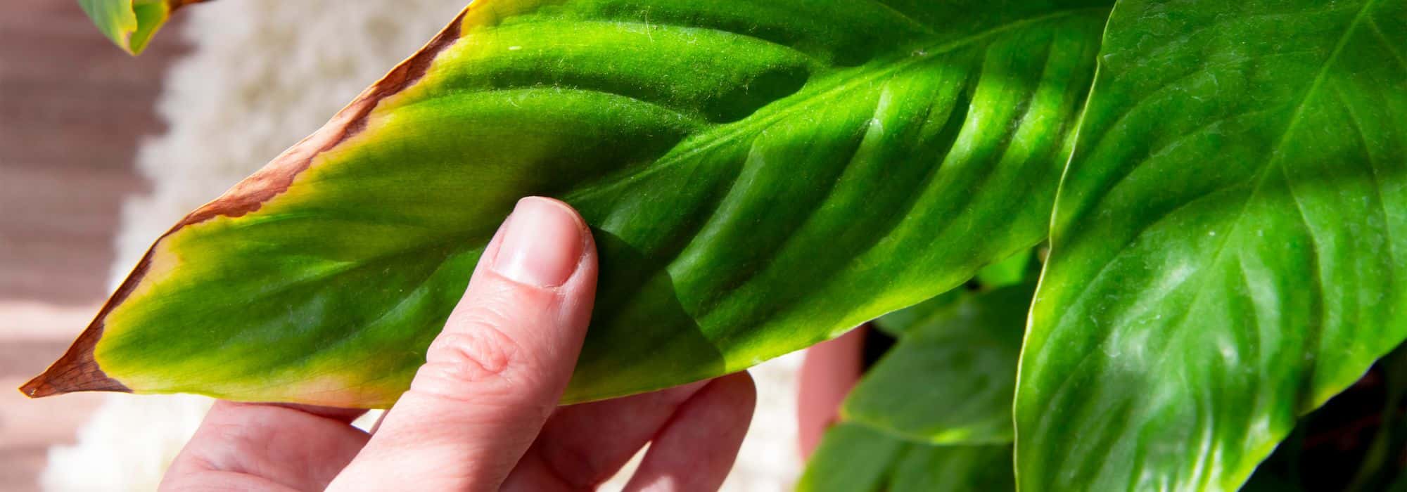 How to rescue a dying houseplant?