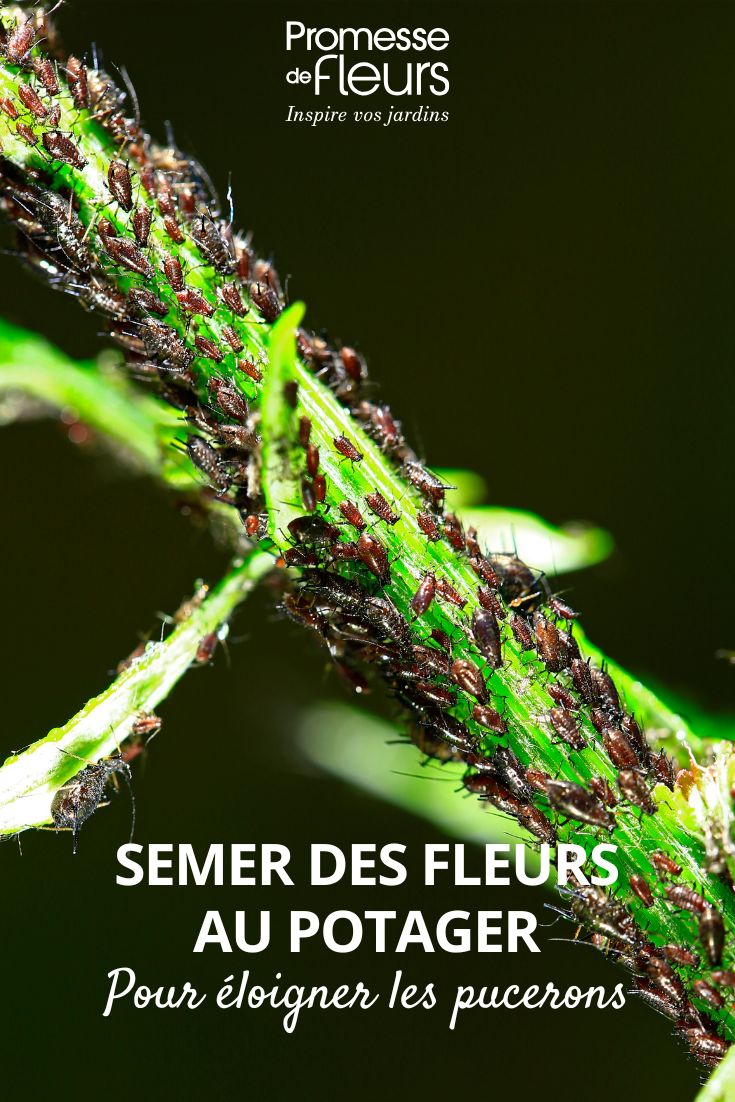 Aphids on a plant stem