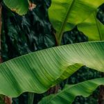 How to grow a banana plant in a greenhouse or conservatory? Tips for success