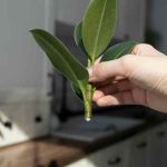 How to propagate ficus by cuttings to multiply your plant?