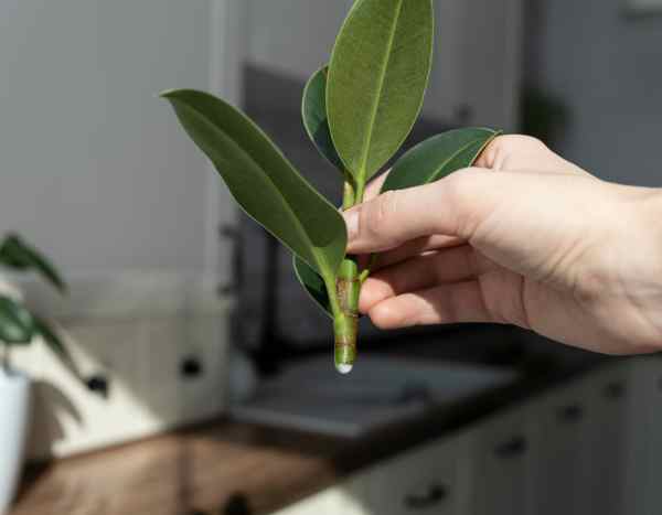 How to propagate ficus by cuttings to multiply your plant?