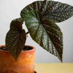 Propagating indoor Begonias: 2 methods