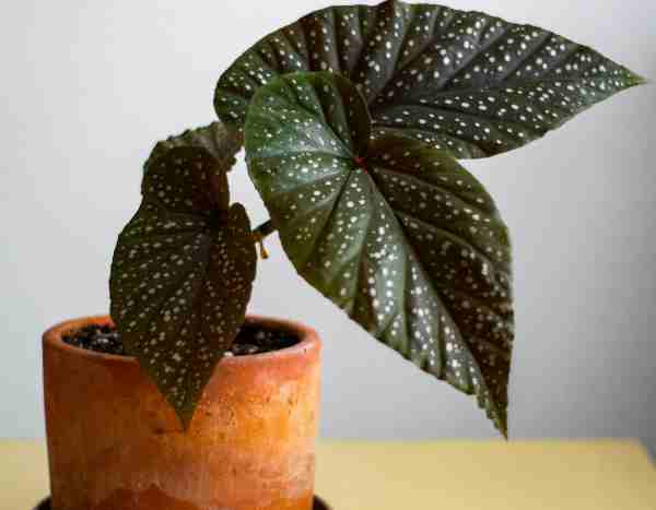 Propagating indoor Begonias: 2 methods