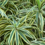 Chlorophytum: care through the seasons