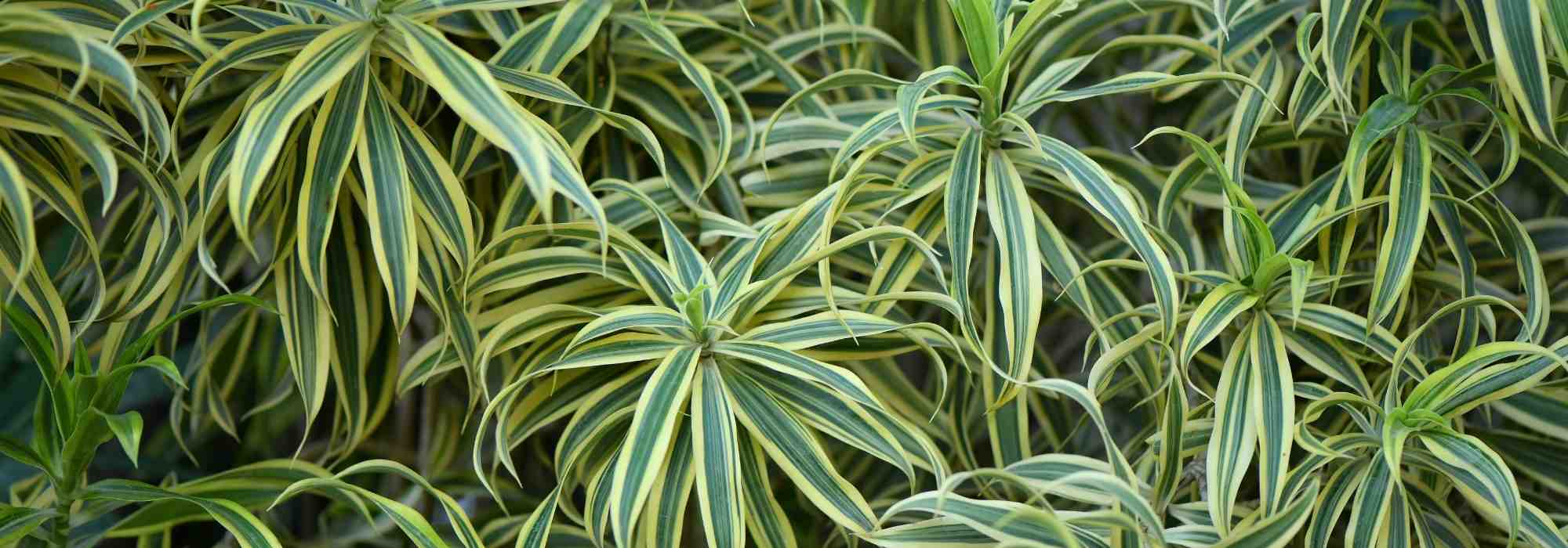 Chlorophytum: care through the seasons
