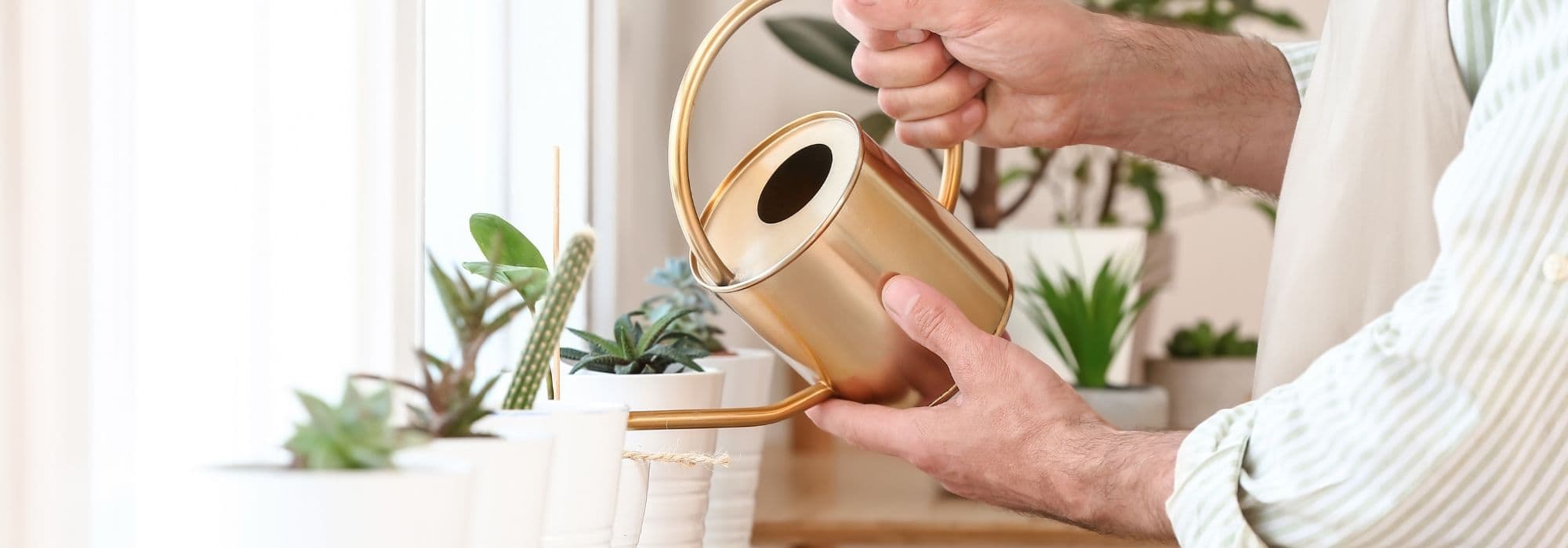 How to water indoor plants?