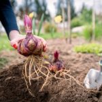 How to plant lily bulbs?