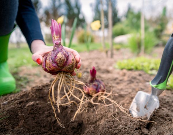How to plant lily bulbs?
