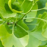 How to grow Ginkgo biloba in a pot?