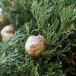 Cypress care: watering and fertilising for a vigorous growth