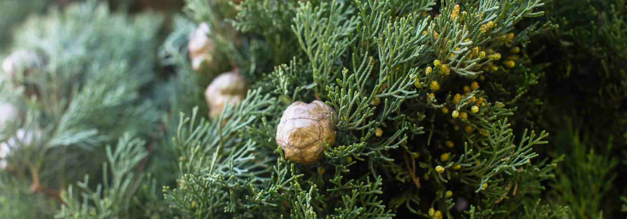 Cypress care: watering and fertilising for a vigorous growth