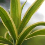 Dracaena: seasonal care