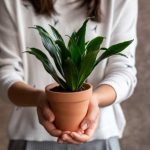 Repotting Dracaena: when and how?