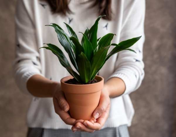 Repotting Dracaena: when and how?