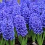 Dividing and Replanting Hyacinth Bulbs: Guide to Multiplying Them Easily