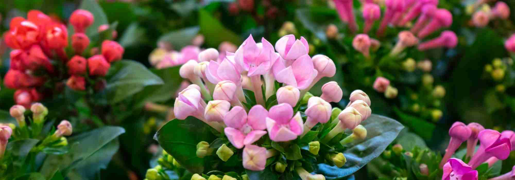 Common diseases and pests of Kalanchoe