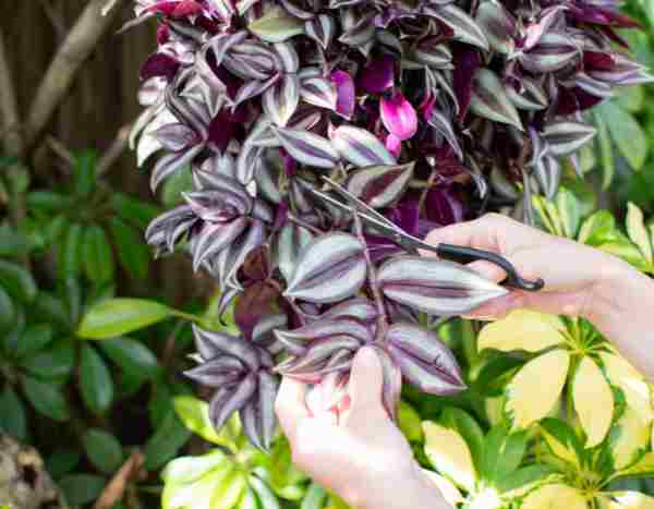 Multiply Tradescantia or Misery: Our 2 Easy Methods