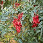 How to propagate Nandina or Heavenly Bamboo?
