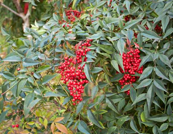 How to propagate Nandina or Sacred Bamboo