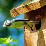 Bird boxes: how to choose the right ones and install them in the garden?