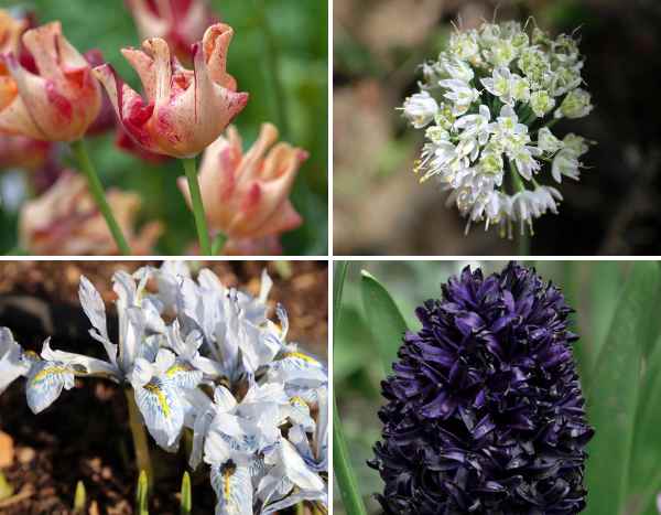 Bulbs 2026: 7 spring novelties to plant now