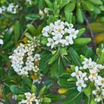 Pittosporum for pots: make the best choice!