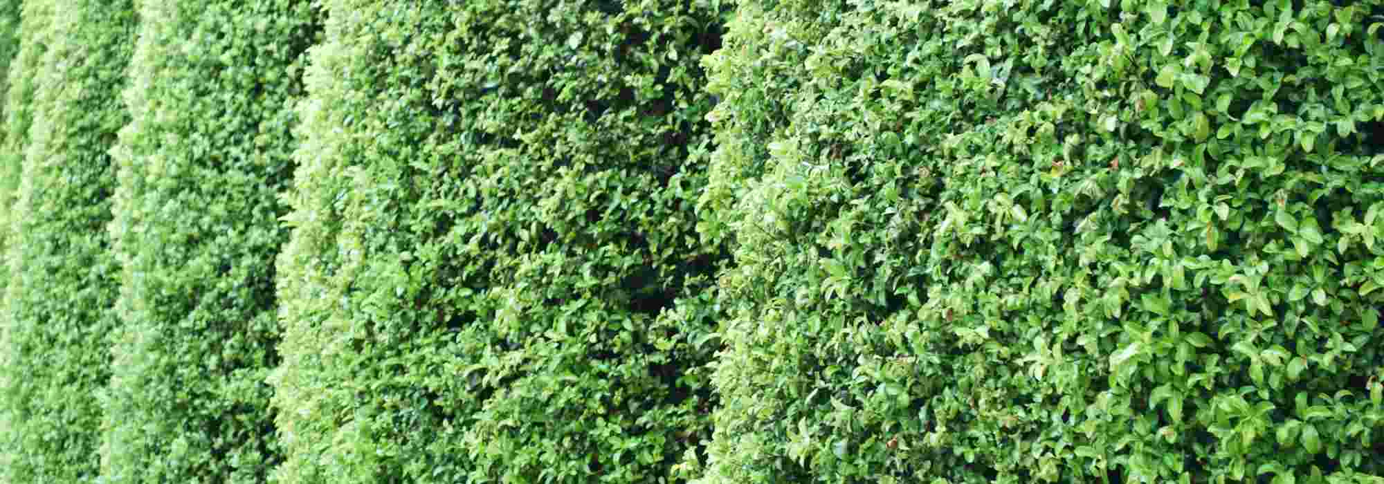 Why choosing Pittosporum for a hedge? Benefits, suitable varieties and tips