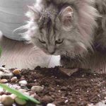 Non-toxic houseplants: which ones should you choose to keep your pet safe?