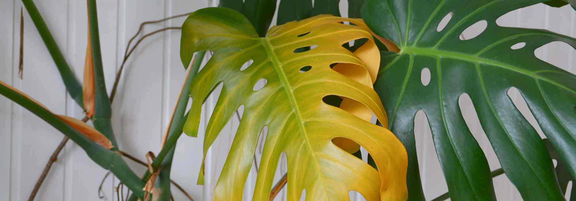Saving an overwatered potted plant: our effective solutions