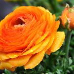 How to plant ranunculus bulbs?