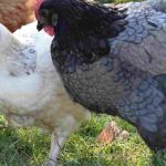 How to manage the cohabitation of chickens with domestic animals: our tips!