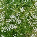 How to sow cumin?
