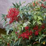 Pruning Nandina (heavenly bamboo): when and how to prune properly?