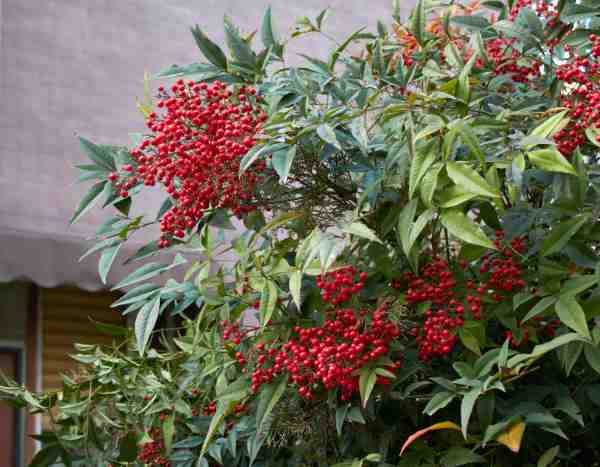 Pruning Nandina (heavenly bamboo): when and how to prune properly?