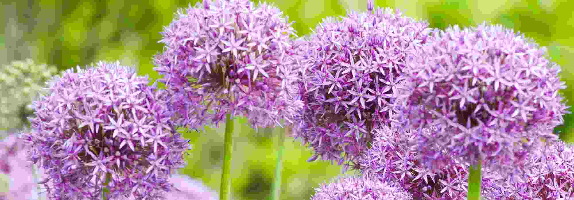 How to protect Allium bulbs from rodents and diseases?