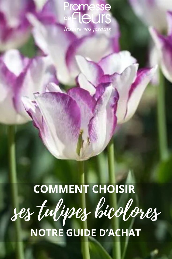How to choose bicoloured tulips for a vibrant spring flowering bicoloured tulips buying guide
