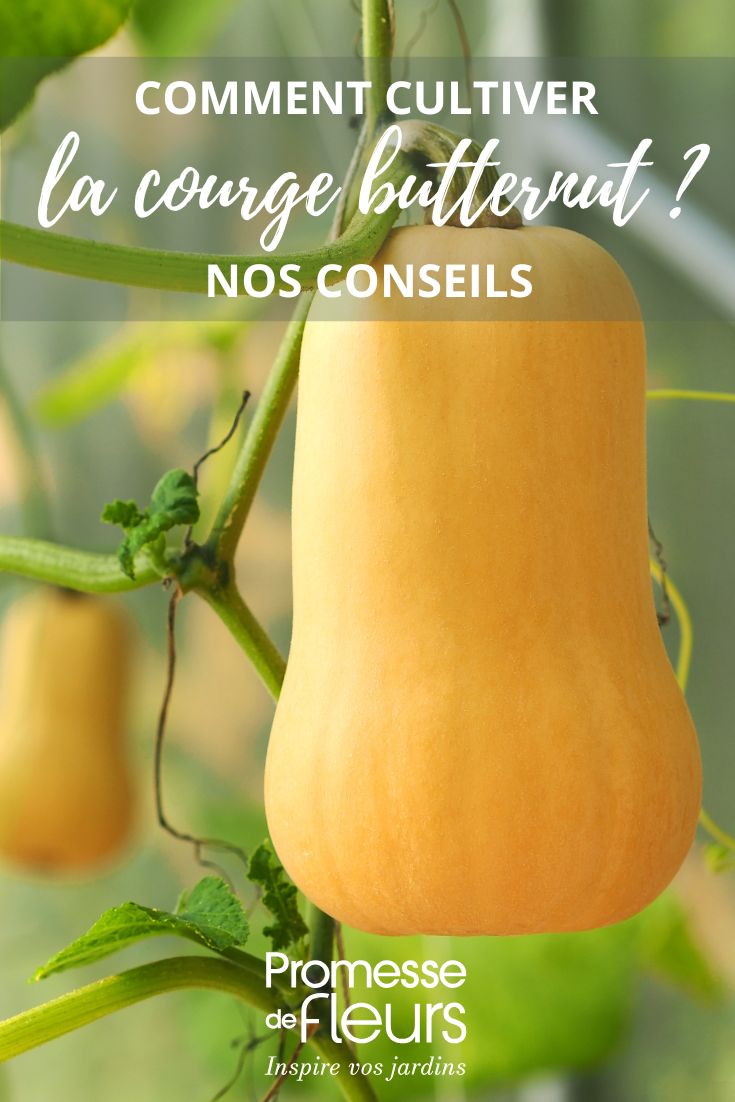 How to grow butternut squash: Our tips Butternut squash cultivation