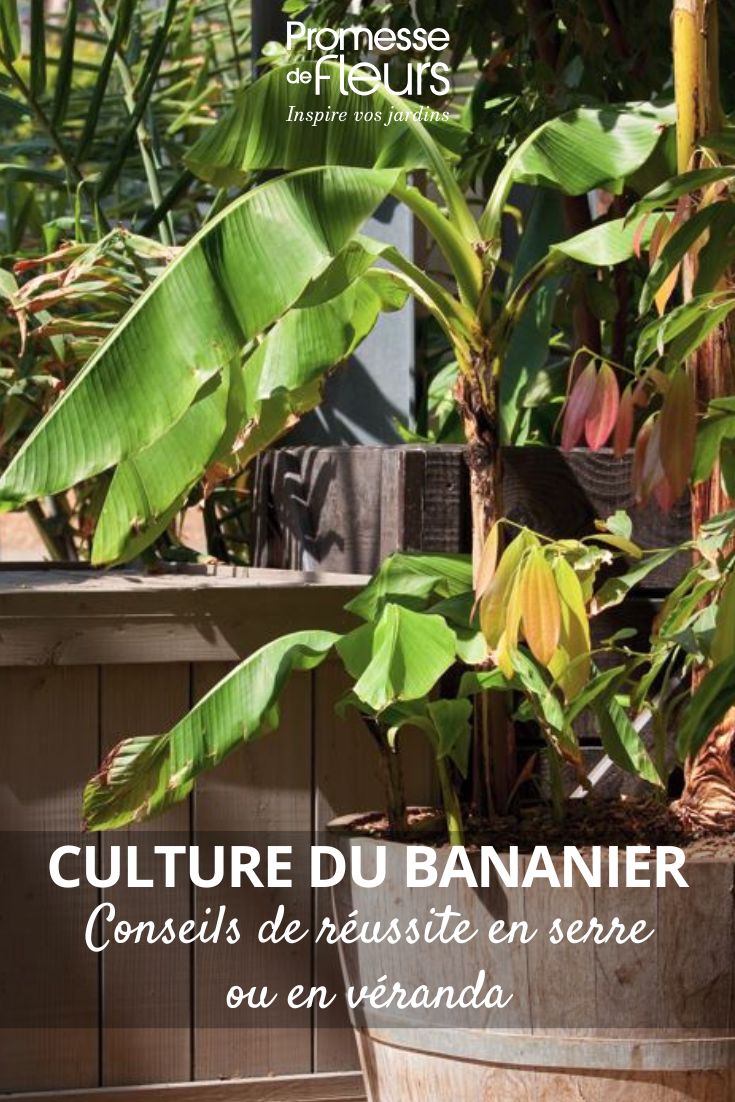How to grow a banana plant in a greenhouse or conservatory Success tips (1) a potted banana plant