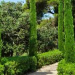 How to incorporate cypress trees into a contemporary garden?