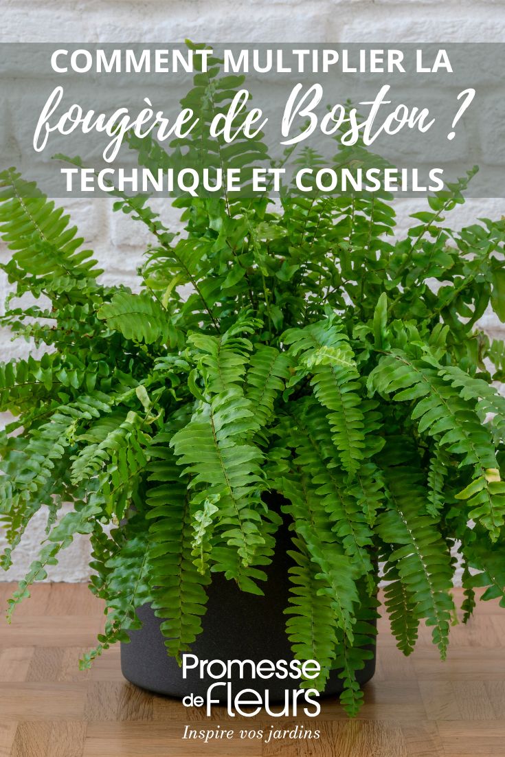 How to propagate Boston fern or Nephrolepis Nephrolepis
