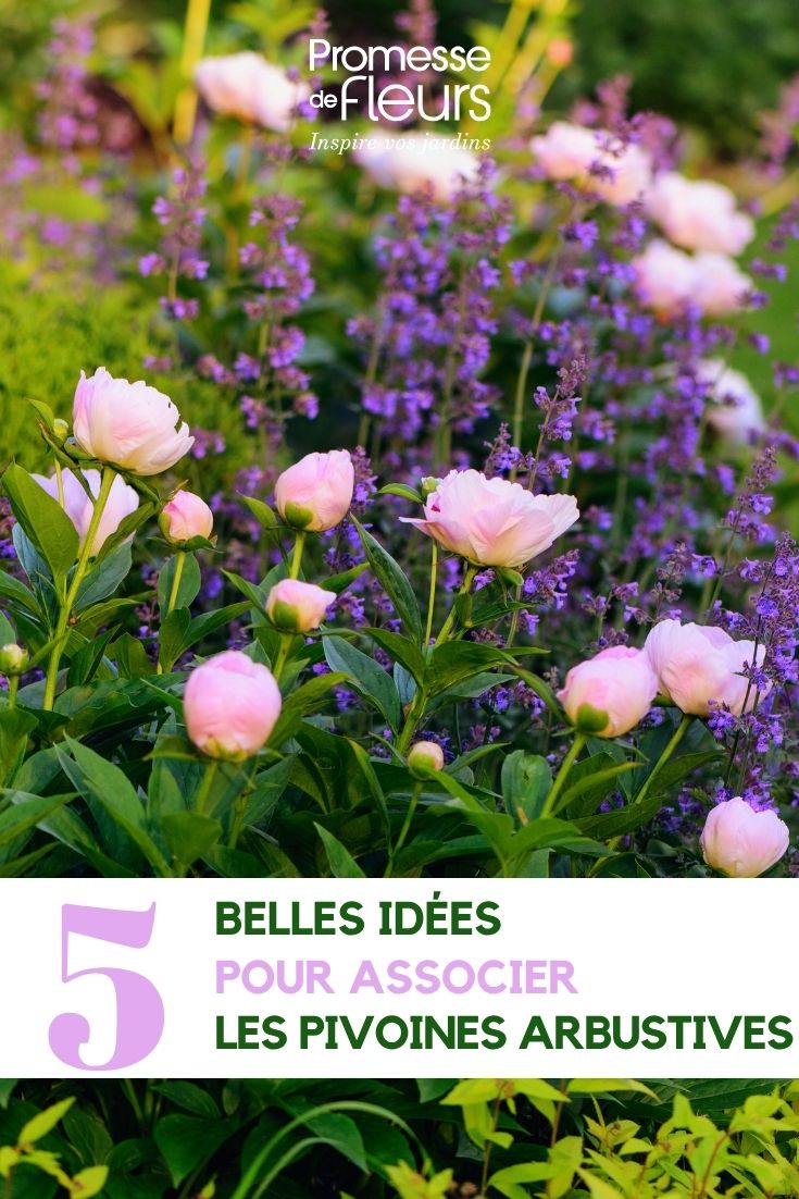 powder-pink peony and Agastache