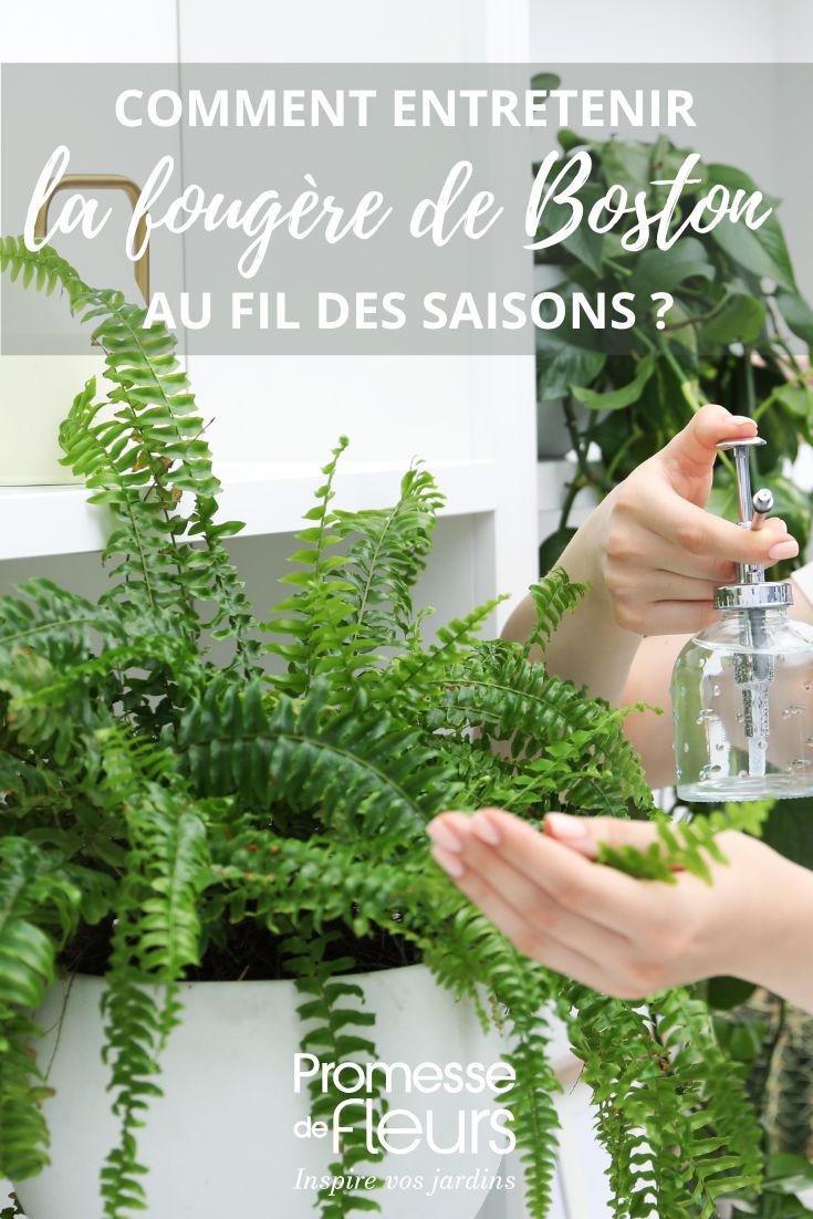 **Caring for Nephrolepis**

Nephrolepis, commonly known as the Boston fern, is a popular houseplant known for its lush, feathery fronds. Here are some essential care tips to keep your Nephrolepis thriving:

1. **Light**: Place your fern in bright, indirect light. Avoid direct sunlight, as it can scorch the leaves.

2. **Watering**: Keep the soil consistently moist but not soggy. Water when the top inch of soil feels dry. Ensure good drainage to prevent root rot.

3. **Humidity**: Nephrolepis thrives in high humidity. Mist the leaves regularly or place the pot on a tray filled with water and pebbles to increase humidity.

4. **Temperature**: Maintain a temperature between 15°C and 24°C (60°F to 75°F). Protect from cold drafts and sudden temperature changes.

5. **Fertilising**: Feed with a balanced liquid fertiliser every 4-6 weeks during the growing season (spring and summer).

6. **Pruning**: Remove any dead or yellowing fronds to encourage new growth and maintain the plant's appearance.

7. **Repotting**: Repot every couple of years or when the plant outgrows its pot, using a well-draining potting mix.

By following these care tips, your Nephrolepis will flourish and add a touch of greenery to your home.