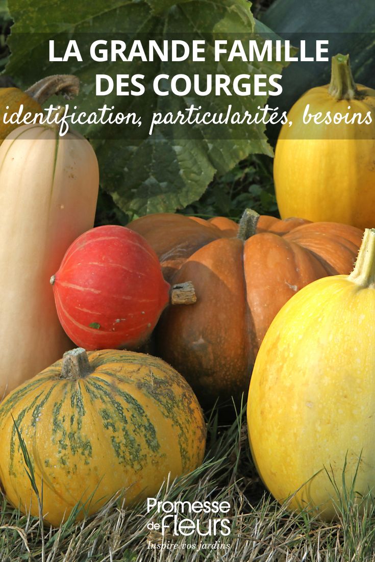 various squashes
