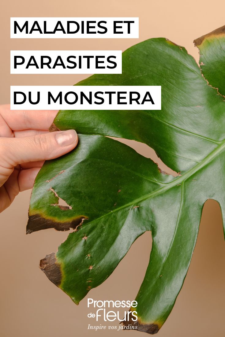 sick monstera leaf