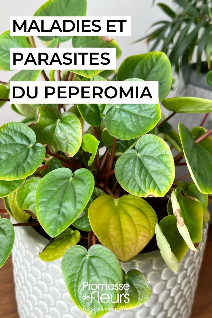 Diseases and Pests of Peperomia Soothing the Peperomia