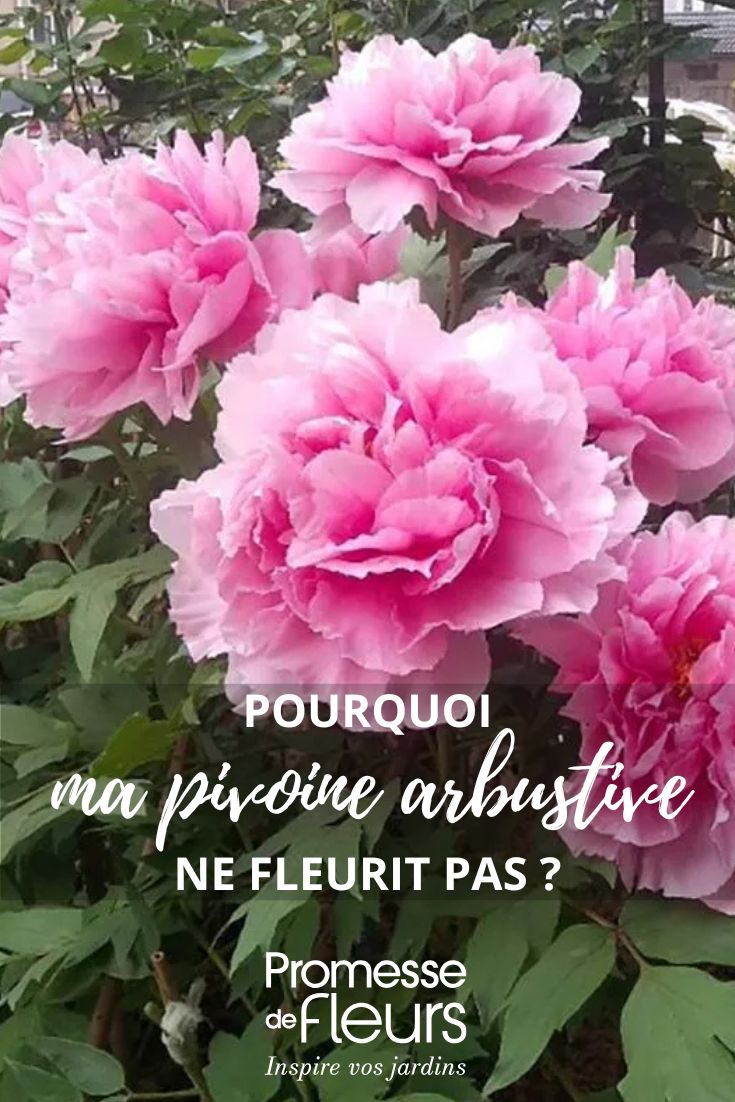flowering shrub peony